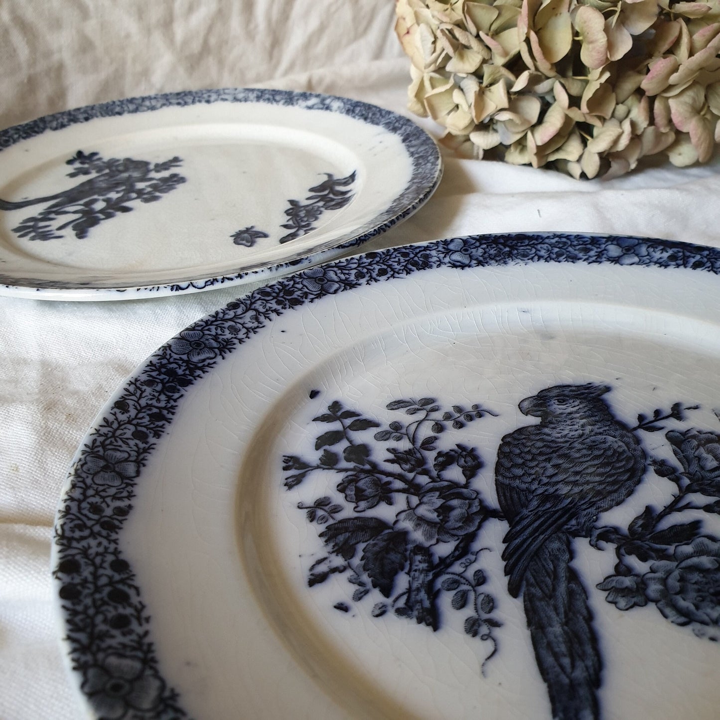 Antique French Faience Parrot Plates, Pexonne Floride Pattern, Pair